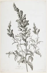 Mufle de veau, teoksesta Fleurs Dessinees d